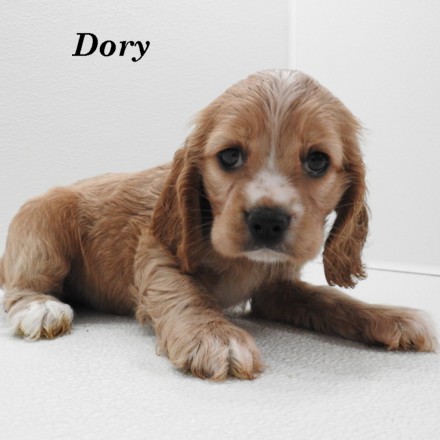 puppy, for, sale, Cockilier, Joe & Cherri  Overlease, dog, breeder, Miller, MO, dog-breeder, puppy-for-sale, forsale, nearby, find, puppyfind, locator, puppylocator, aca
